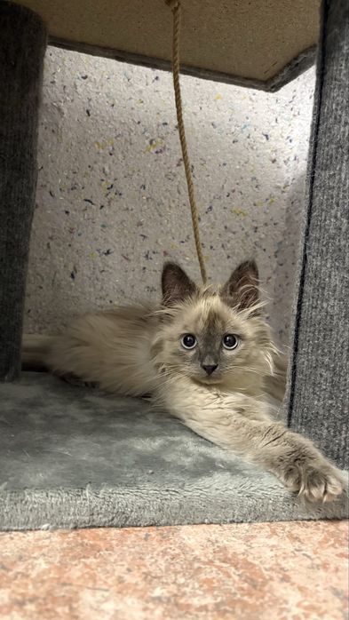 Котенок в добрые руки