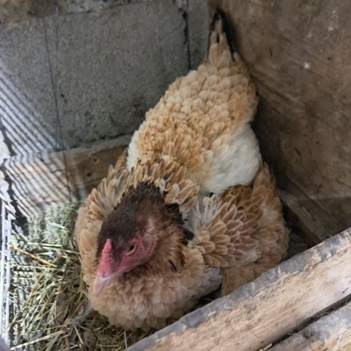 Продам курицу квочку