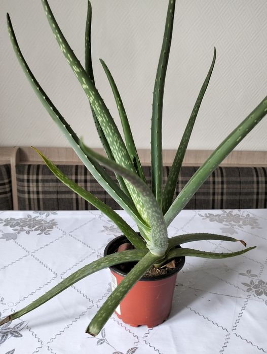 Продам цветы комнатные.