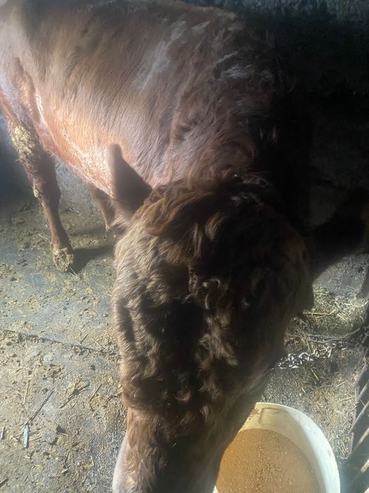 Продам быка      .