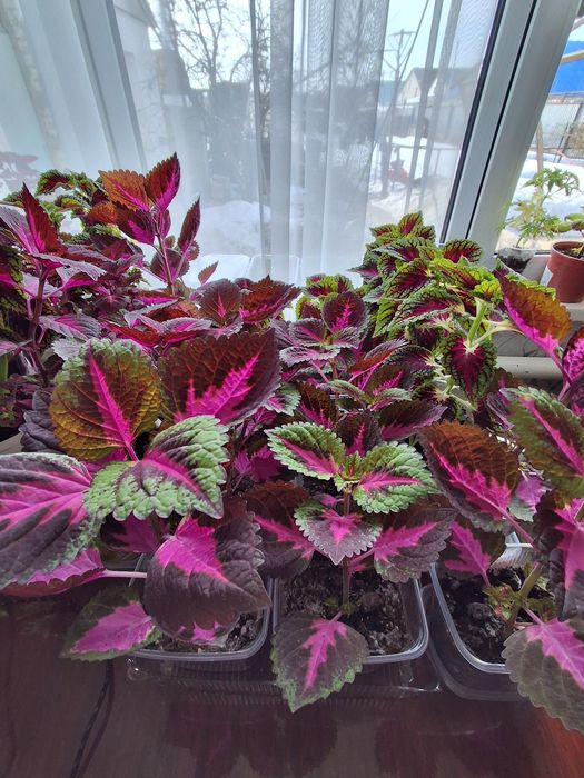 Колеус цветы укорененные