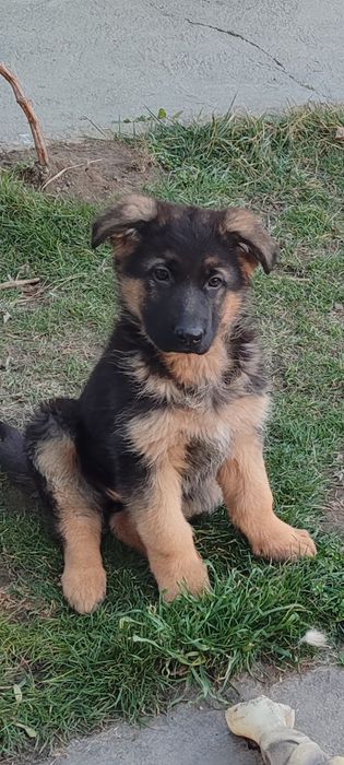 Щенки немецкой овчарки