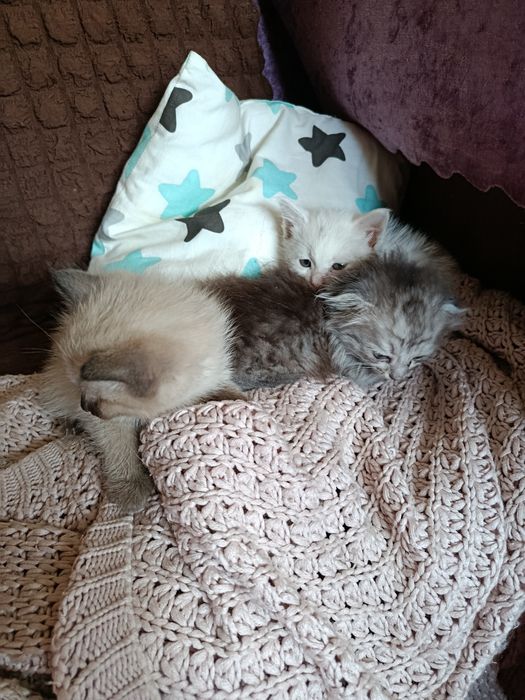 Маленький катята