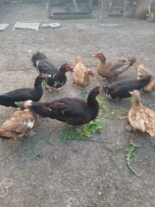 Vând rațe leşeşti