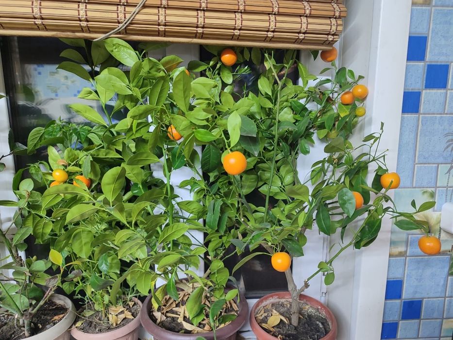 Продам съедобный мандарин