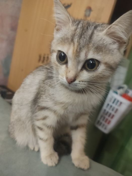 Кошечка трёхцветная