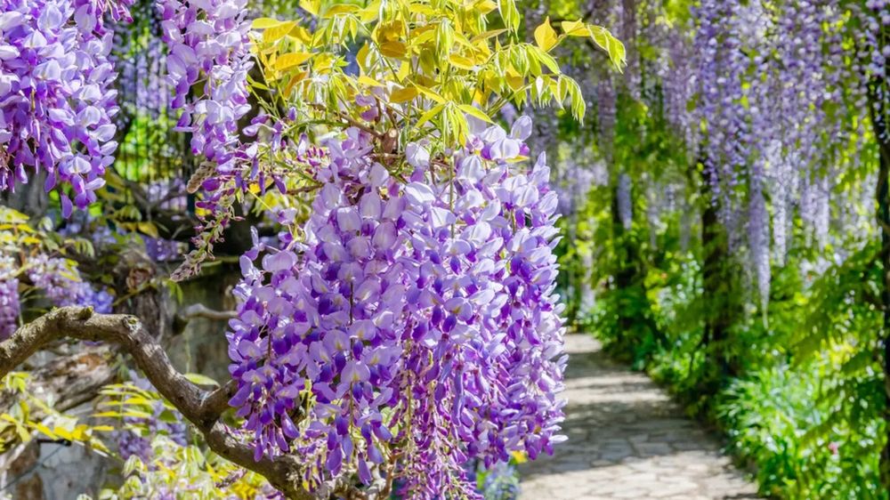 Glicina (Wisteria)