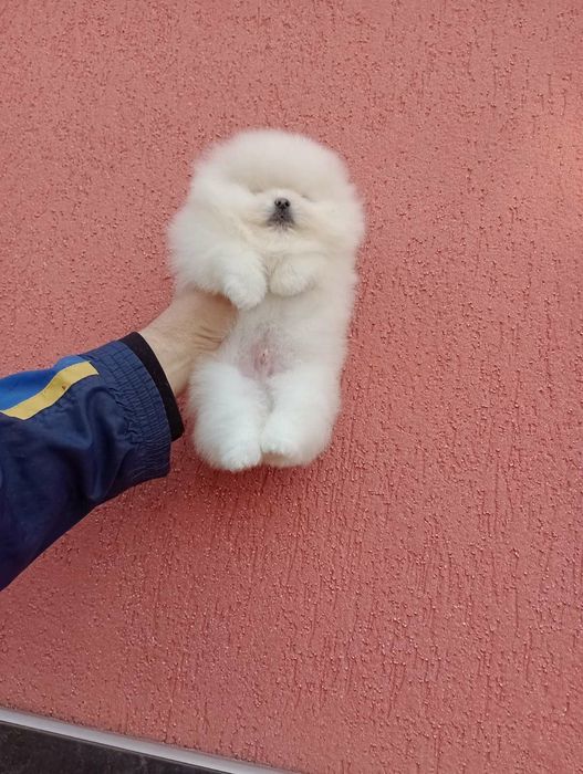 Мъжки бял Померан. Реални снимки!