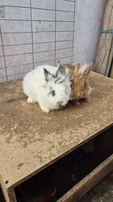 Iepurite  cap de leu