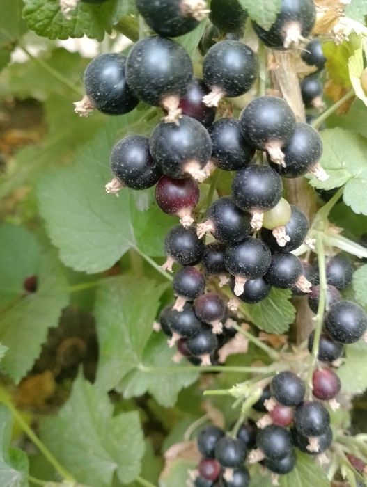 Қора ва қизил Россиядан келтирилган смородина ва йошта кўчатлари