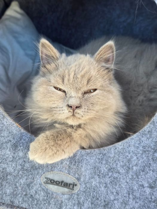 Британски котета