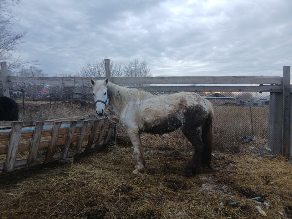 Бие ірі кобыла крупная.