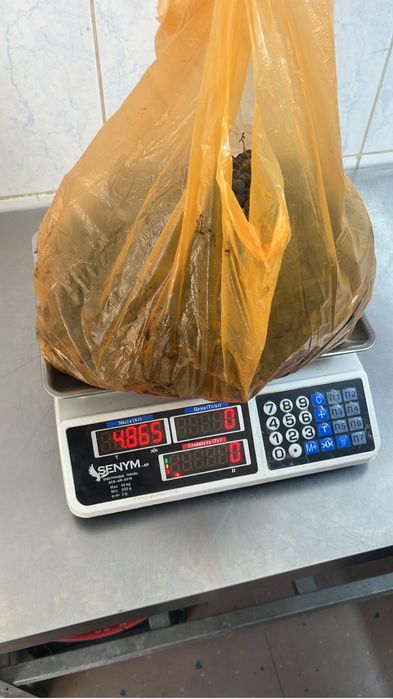 Виноград винный сатам