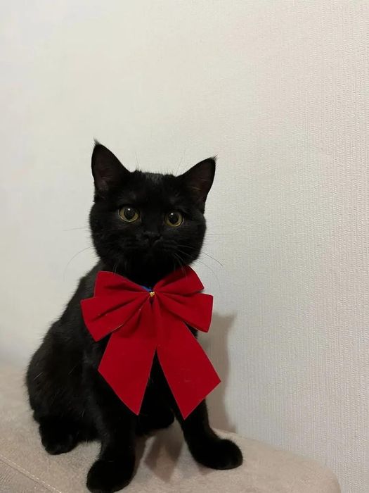 отдадим кошечку в добрые руки