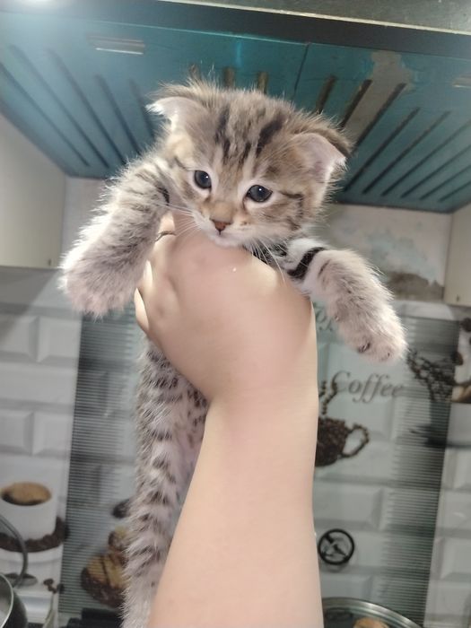 Милые котята ждут своих хозяевов
