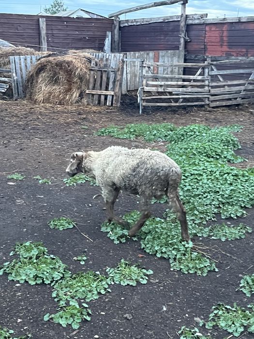 Продам токты 6 месяц
