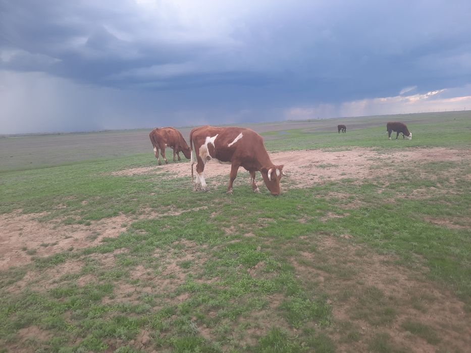 Сатылады 2 бас қашар сүтті тұқым екі бас бар