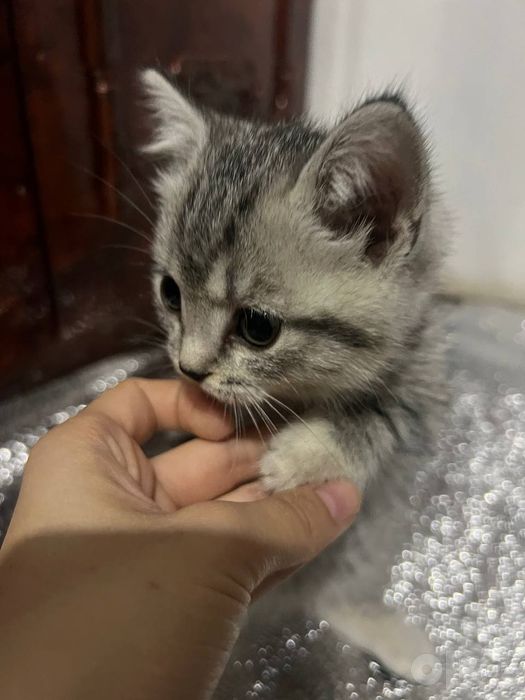 Британские короткошёрстные котята