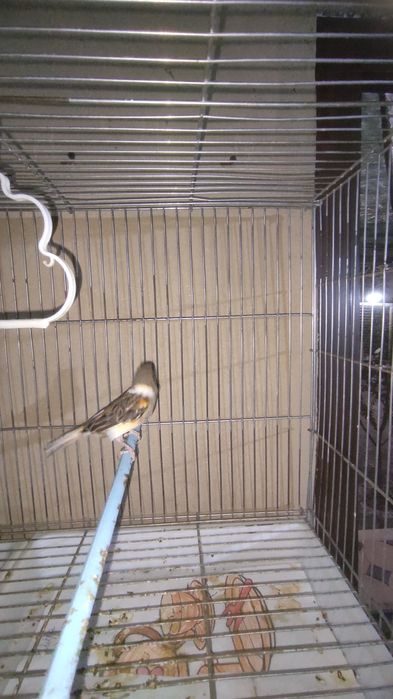 Тайор пара канарейка арлекинг сотилади