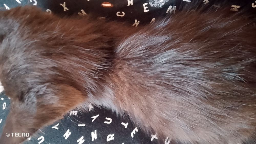 отдам  маленького котенок