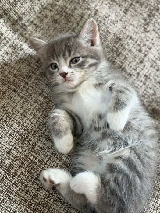 Отдам котенка в добрые руки
