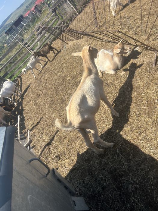 Vand sau schimb tap metis alpin francez mai multie detalii la numarul