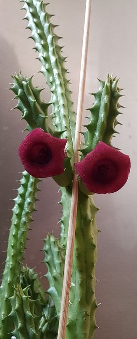 Колеус и стапелию продаю.