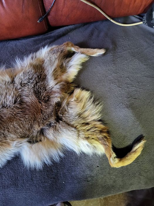 Blana de vulpe naturala