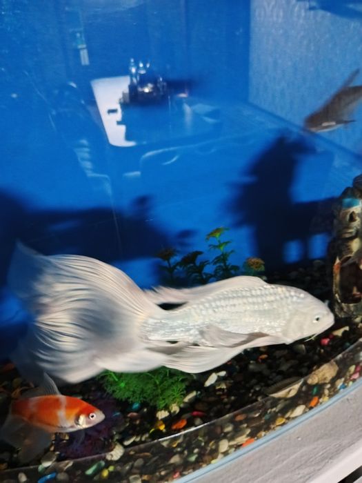 Аквариум балик сатилади