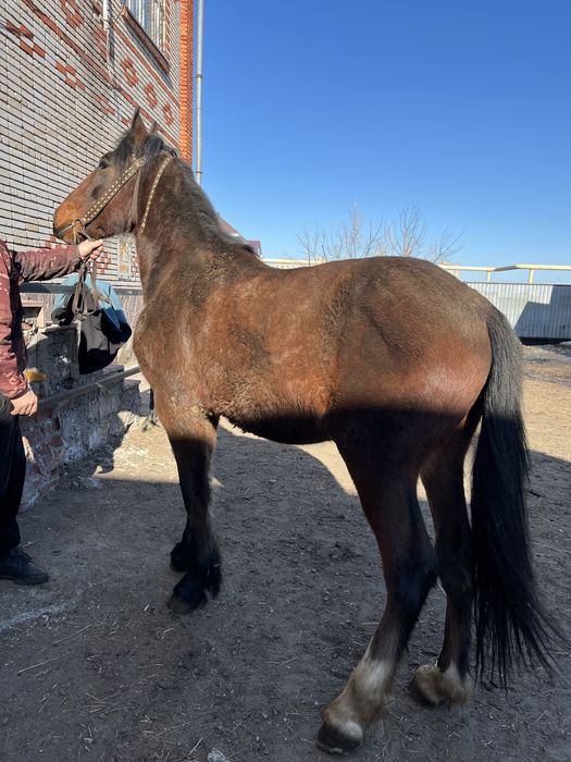 Продам элитного коня