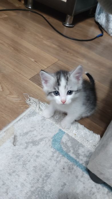 Отдам котят в добрые руки.
