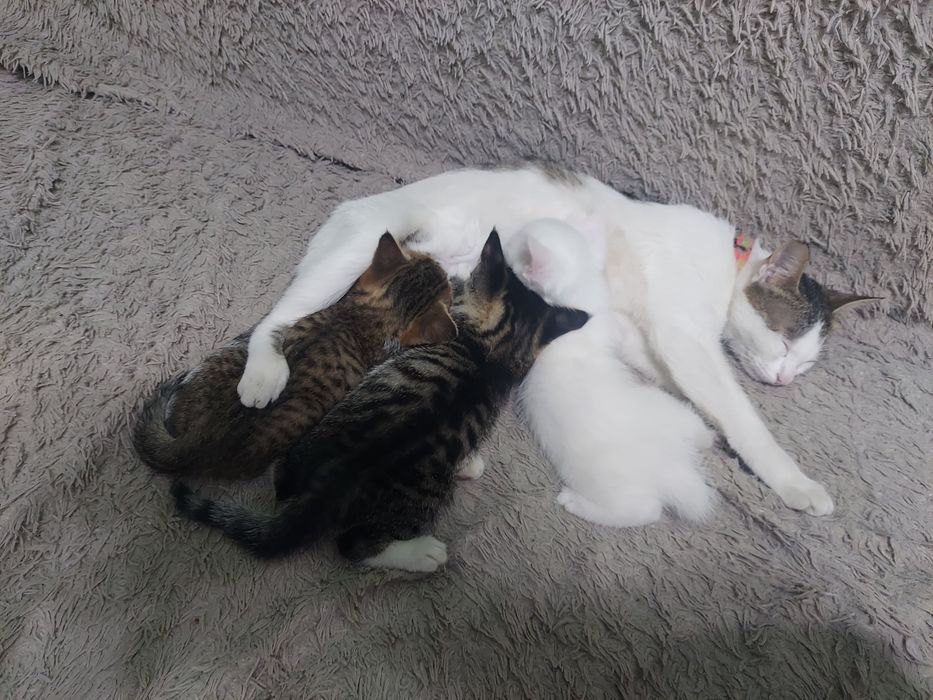 Котята (мальчик и девочка) 21.03