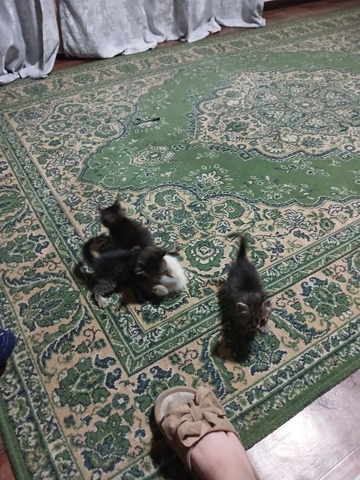 Отдам котят в добрые руки