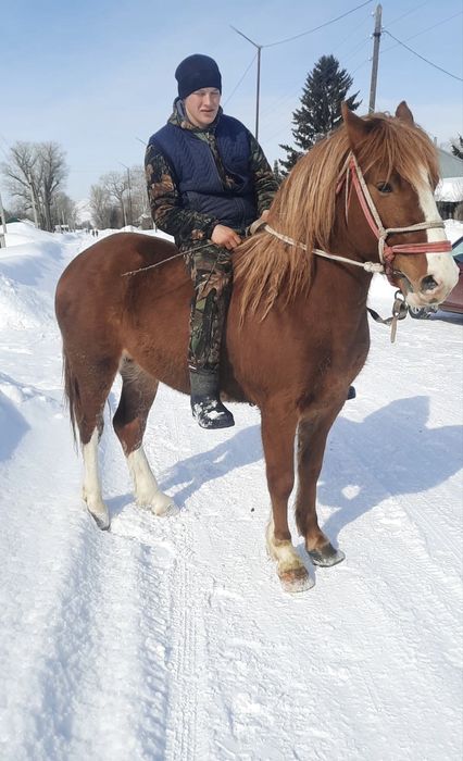 Продам хорошего жеребца!