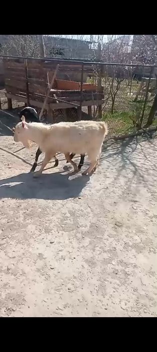 Көкпарға теке сатылады