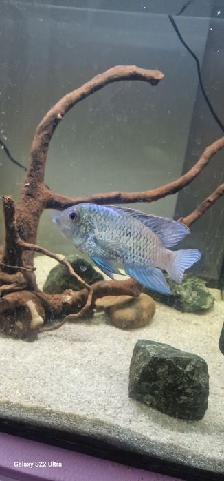 Pesti acvariu electric blue acara