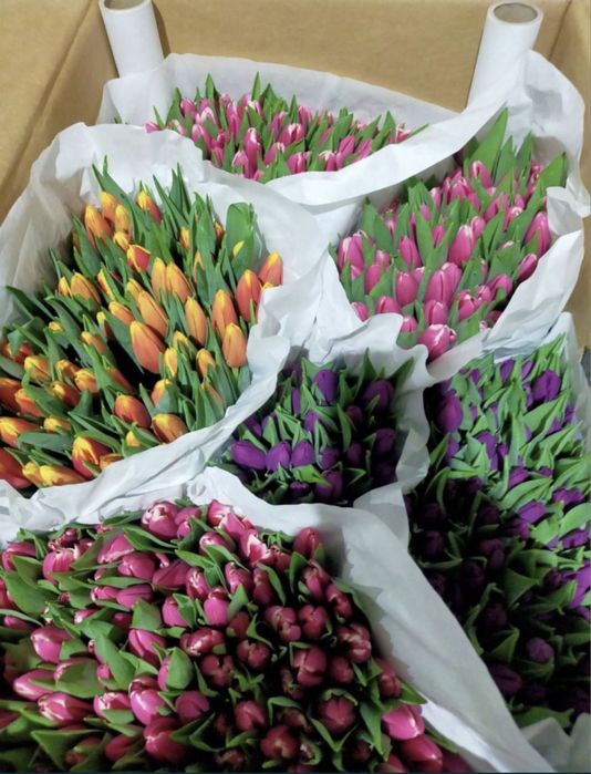 тюльпаны 450 тг