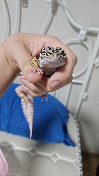 Эублефар самка 3 года