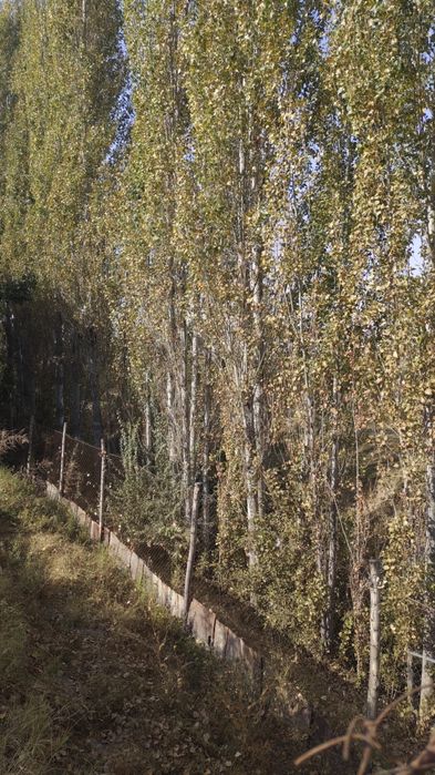 Jaydari terak sotiladi