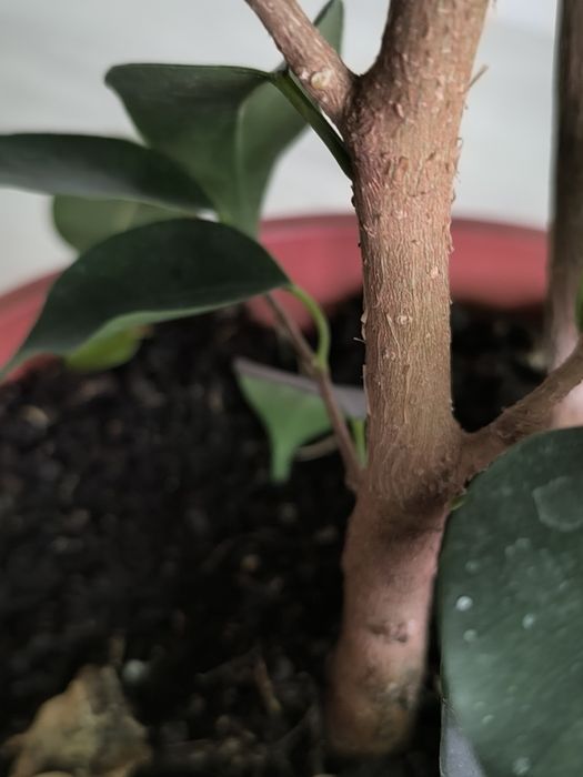 Продам фикусы Бенджаминова