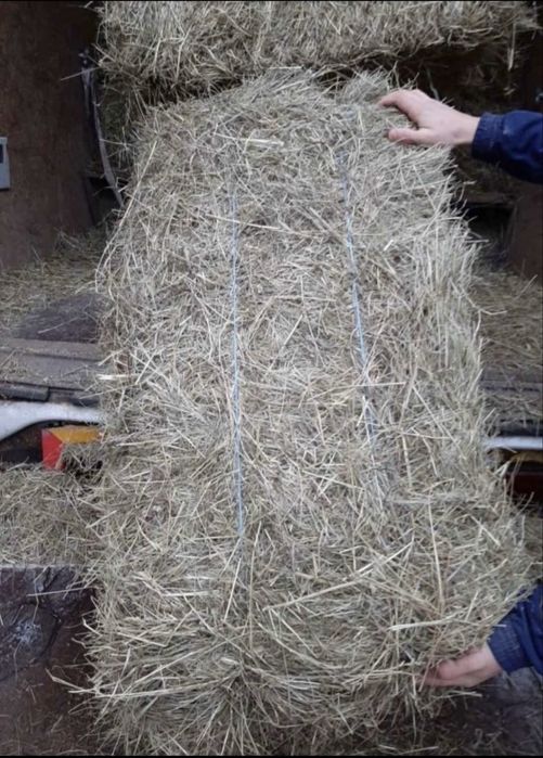 Vand baloti fan 2025 calitate buna