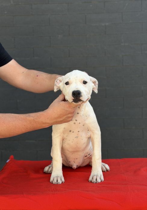 Amstaff cu pedigree din linii exclusiv americane