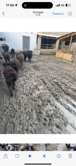 Кой Бараны Токты Овцы