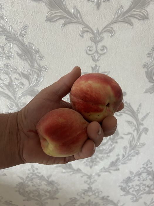 Продам домашний персик