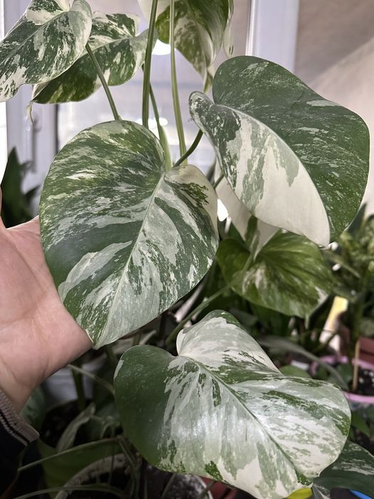 Цветы комнатные для дома