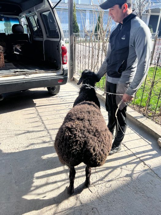 Ақиқа, қурбонлик, эҳсон учун қўйлар