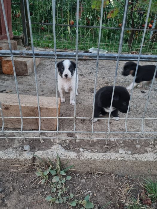 9 puiuți. 9 vieți care depind de un om cu suflet.