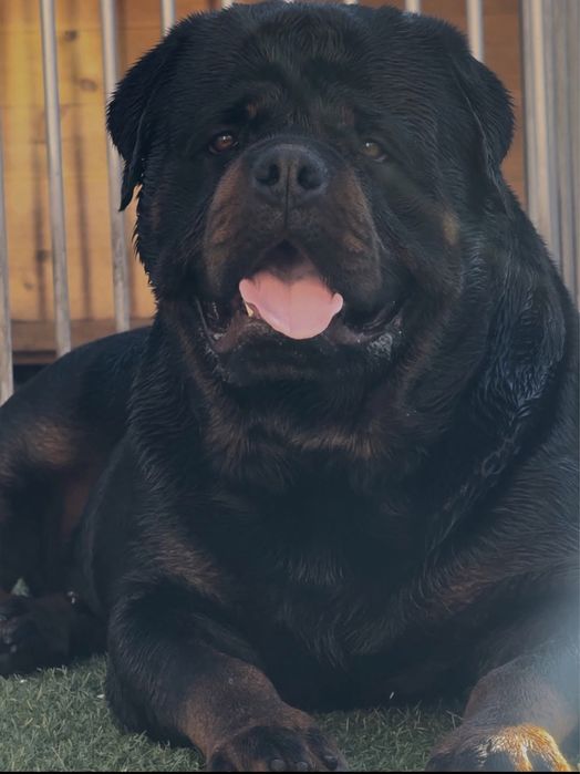 Айфон 14 про макс