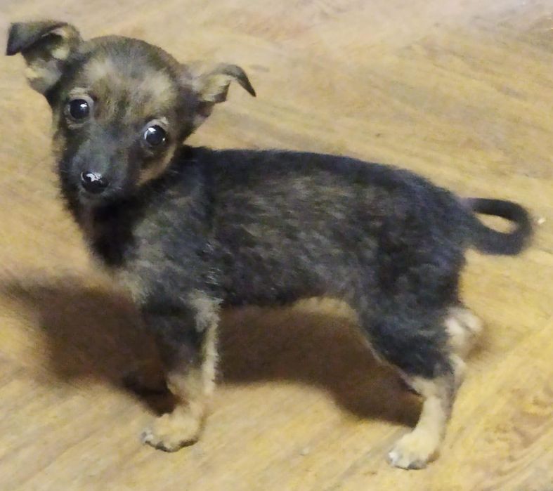 Отдам в добрые руки классных щенят,