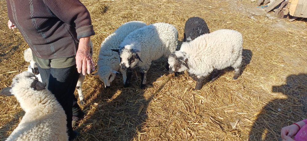 Miel , miei pentru paste